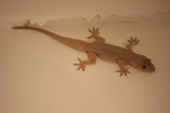 Hemidactylus flaviviridis