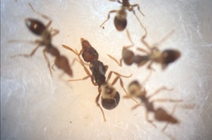 Strumigenys clypeata