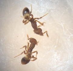 Strumigenys clypeata