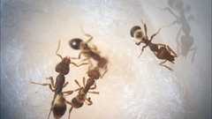 Strumigenys clypeata