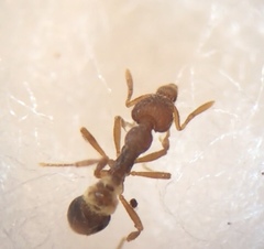 Strumigenys clypeata
