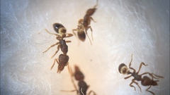 Strumigenys clypeata