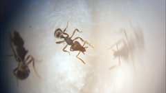 Strumigenys clypeata