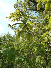 Quercus frainetto