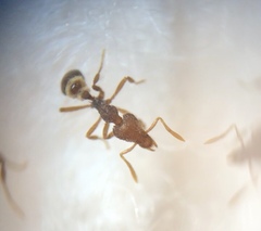 Strumigenys clypeata