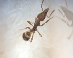 Strumigenys clypeata