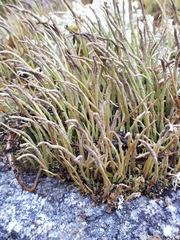 Cladonia cornuta cornuta