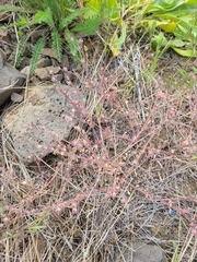 Polemonium micranthum