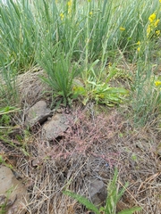 Polemonium micranthum