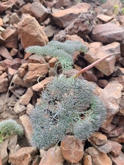 Lomatium tuberosum