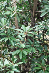 Daphniphyllum macropodum