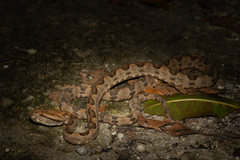 Protobothrops elegans