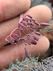 Lomatium tuberosum