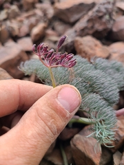 Lomatium tuberosum