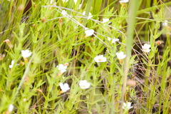 Gratiola ramosa