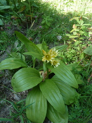 Gentiana burseri