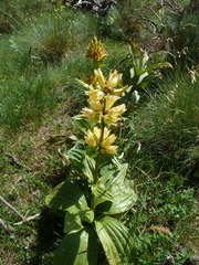 Gentiana burseri