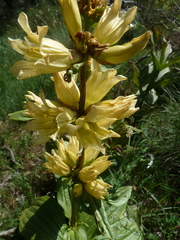 Gentiana burseri