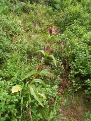 Gentiana pannonica