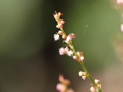 Rumex intermedius