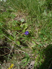 Gentiana pyrenaica