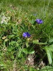 Gentiana pyrenaica