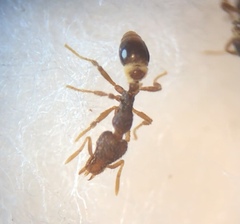 Strumigenys rostrata