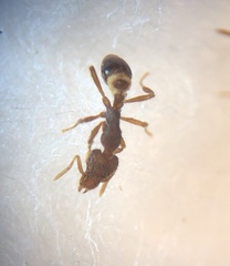 Strumigenys rostrata