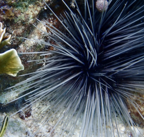 Atlantic Long-spined Sea Urchin, photo 3 of 10