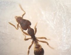 Strumigenys rostrata