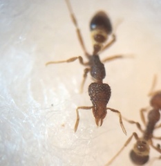 Strumigenys rostrata