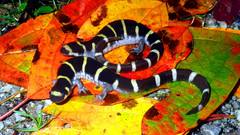 Ambystoma annulatum