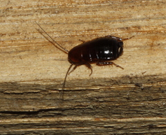 Loboptera