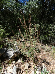 Rumex intermedius