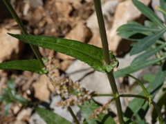 Rumex intermedius