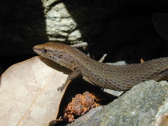 Algyroides fitzingeri