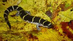 Ambystoma annulatum