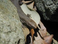 Algyroides fitzingeri