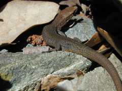 Algyroides fitzingeri