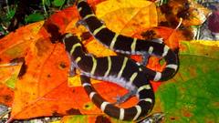 Ambystoma annulatum