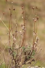 Chrysanthemum sinuatum
