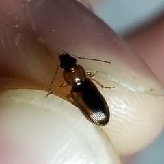 Stenolophus dissimilis