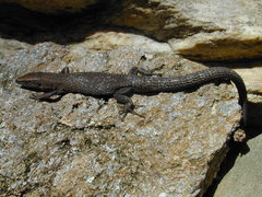 Algyroides fitzingeri