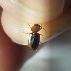 Stenolophus dissimilis