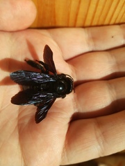 Xylocopa valga