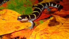 Ambystoma annulatum