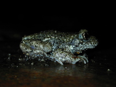 Alytes obstetricans