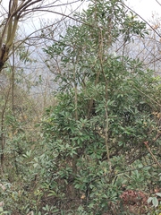 Daphniphyllum macropodum