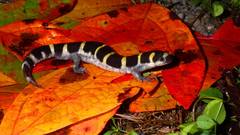 Ambystoma annulatum