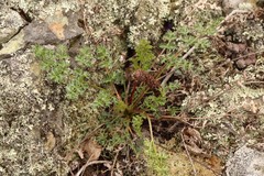 Kitagawia baicalensis